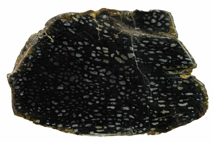 Polished, Black Petrified Palm Root Slab - Indonesia #151948
